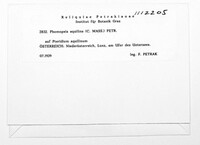 Massalongina aquilina image
